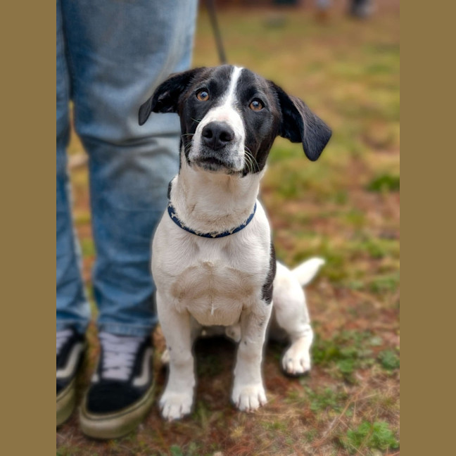 Photo of Bandit