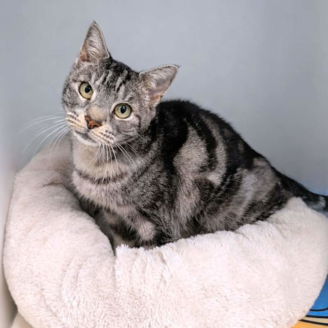 Photo of Zelda