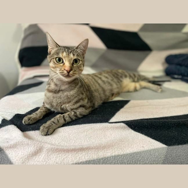 Photo of Shortcake  In Foster Care In Healesville