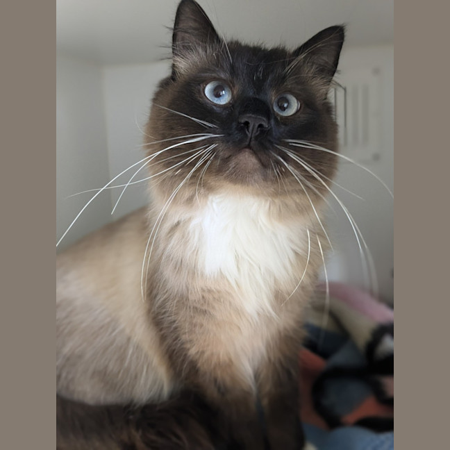 Photo of 🧀 Cheddar 5313 🧀