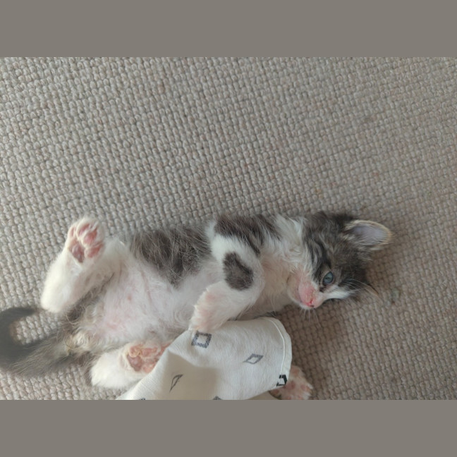 Photo of Cadbury