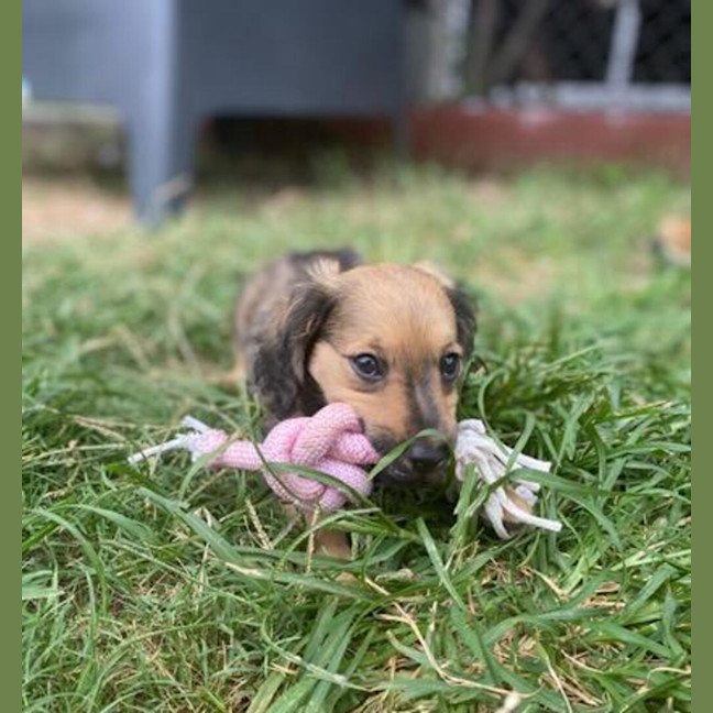 Photo of Zelda