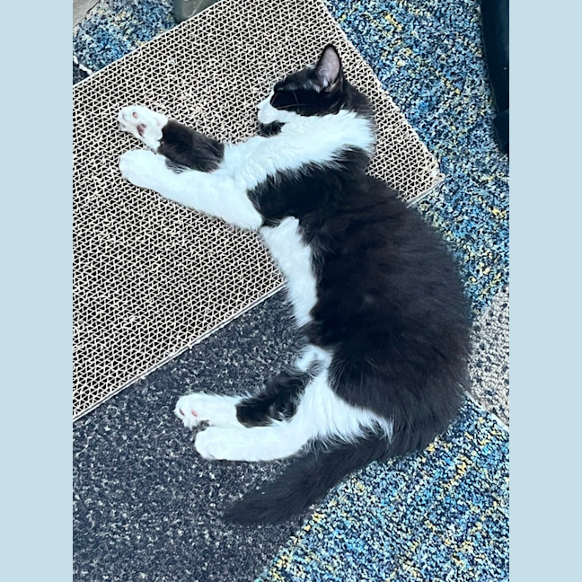 Photo of Rorschach (Rory)