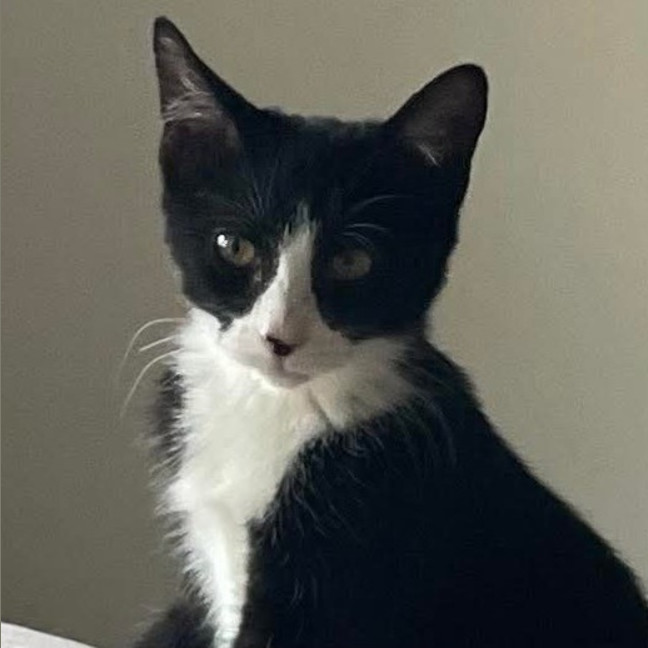Photo of Bazil