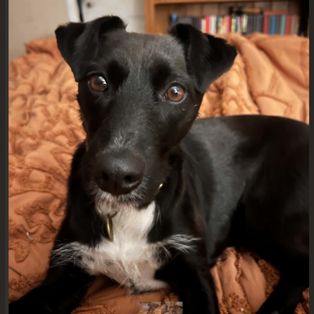 Photo of Daisy