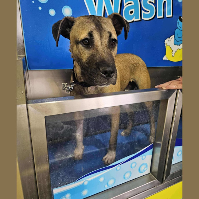 Photo of Lemon Meringue