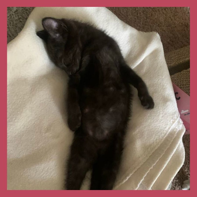 Photo of Piper