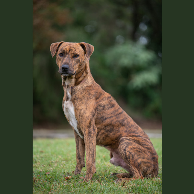 Photo of Remy