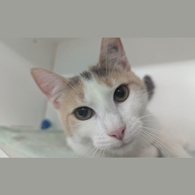 Photo of Persephone