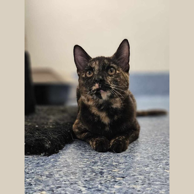 Photo of Phoebe