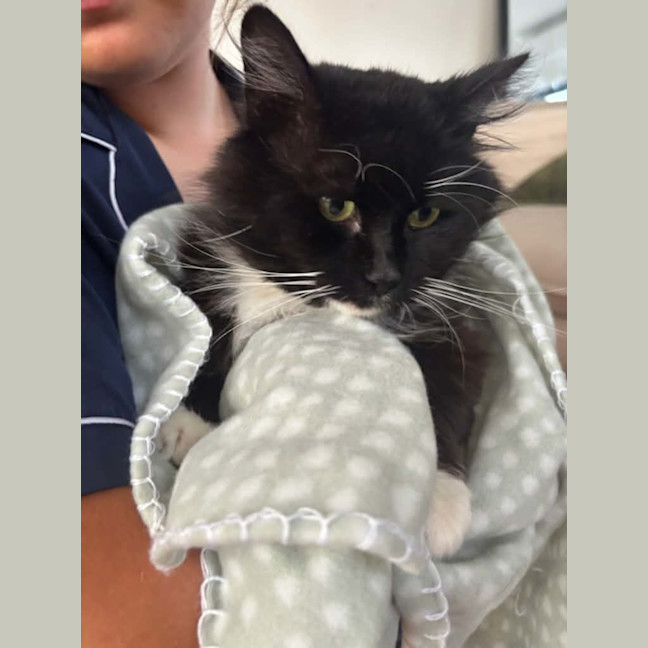 Photo of Mario *9 Lives Project Rescue*