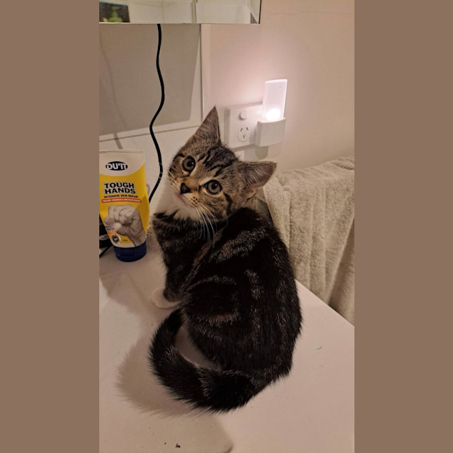 Photo of Chai