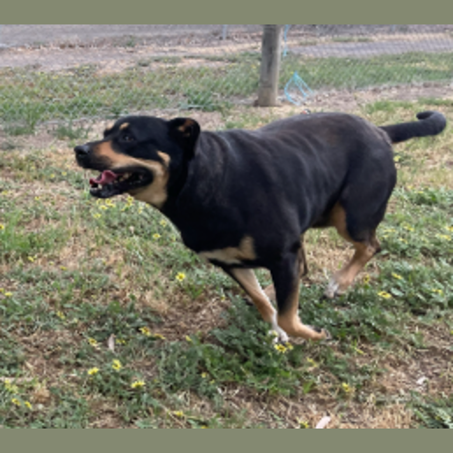 Photo of Lucy