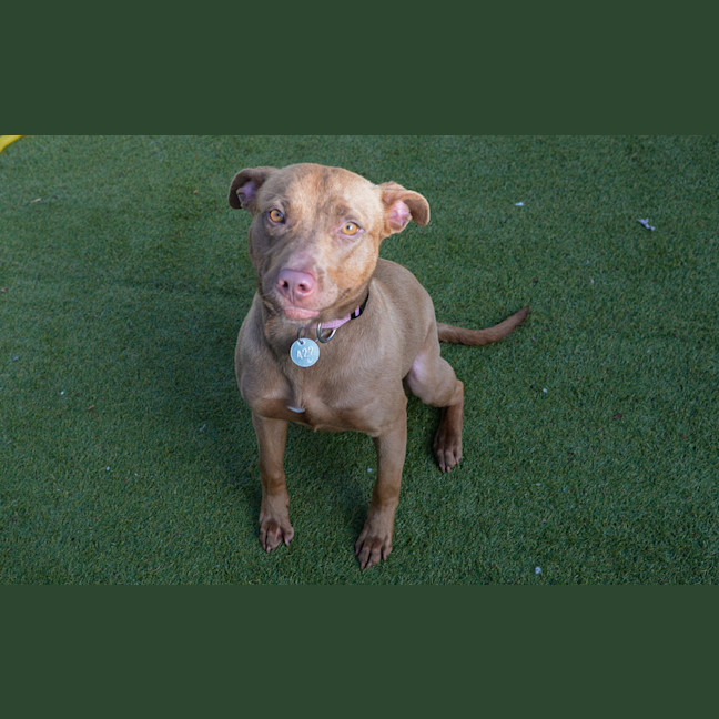 Photo of Pickle