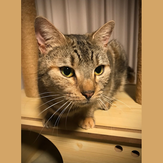 Photo of Violet