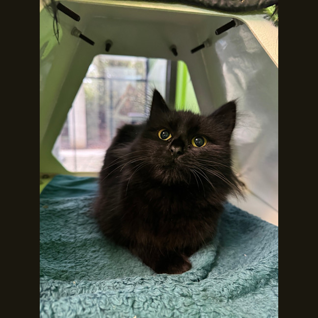 Photo of Fang