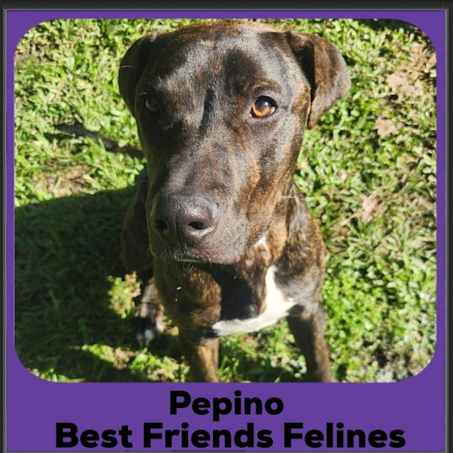 Photo of Pepino 