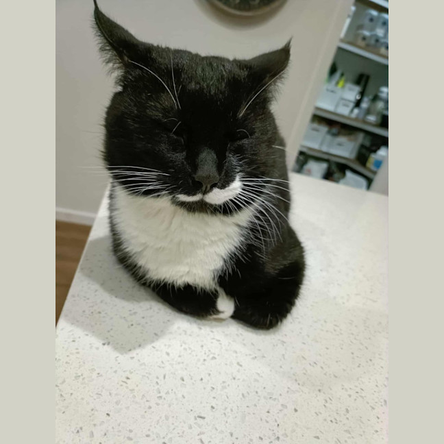 Photo of Mr Moustache