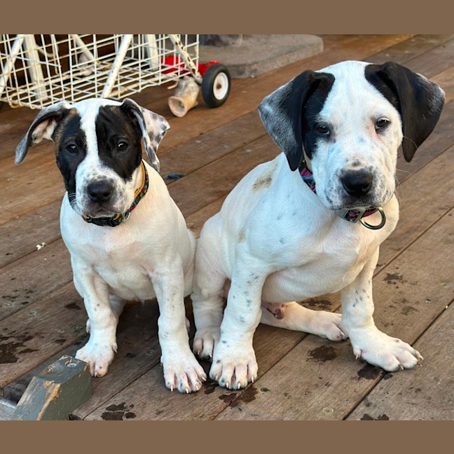 Photo of Hoosegow