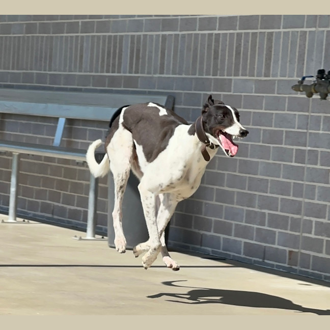 Photo of Marshmallow