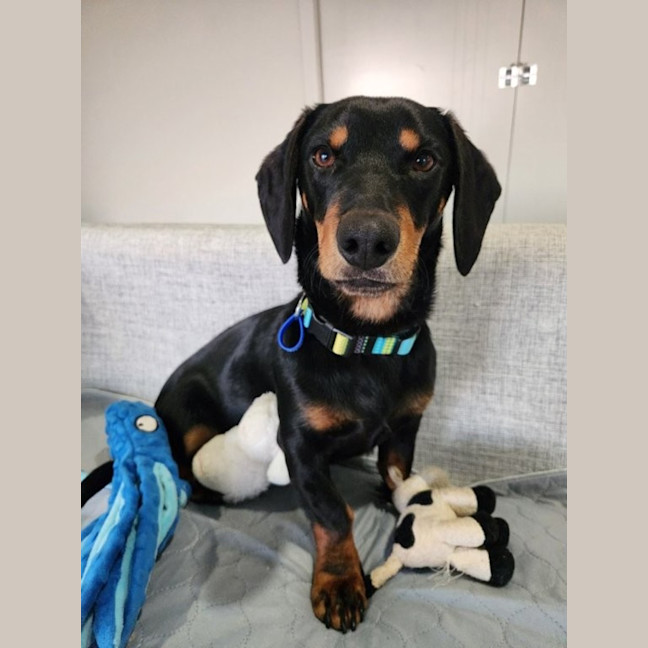 Photo of Rooster   9 Month Old Dachshund X Kelpie
