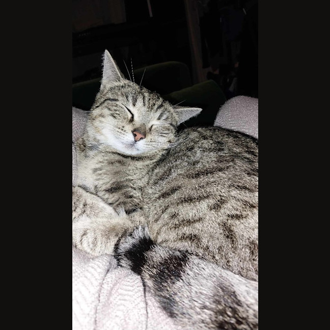 Photo of Goose