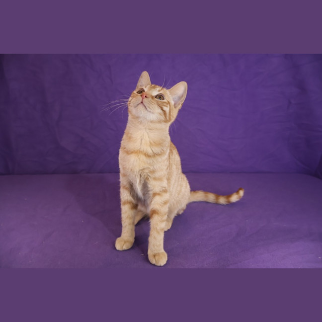 Photo of Clementine