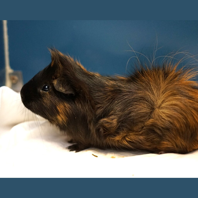 Photo of Kingsley