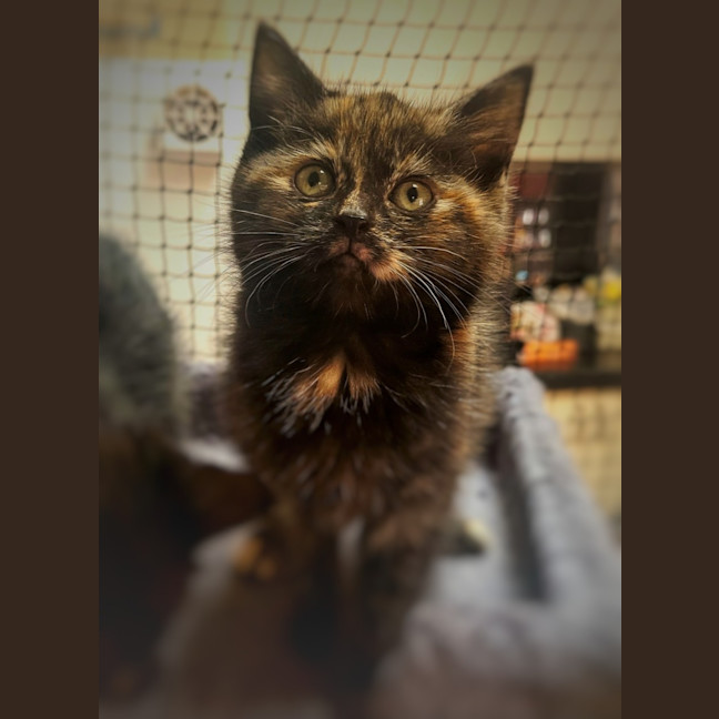 Photo of 🖤🧡 Stormy 🖤🧡