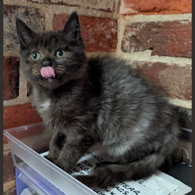Photo of Vanilla