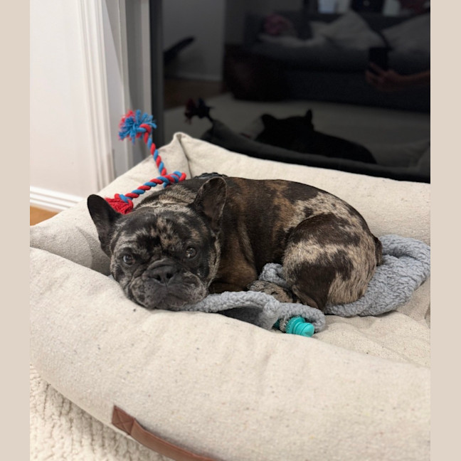 Photo of Shadow   6 Year Old French Bulldog