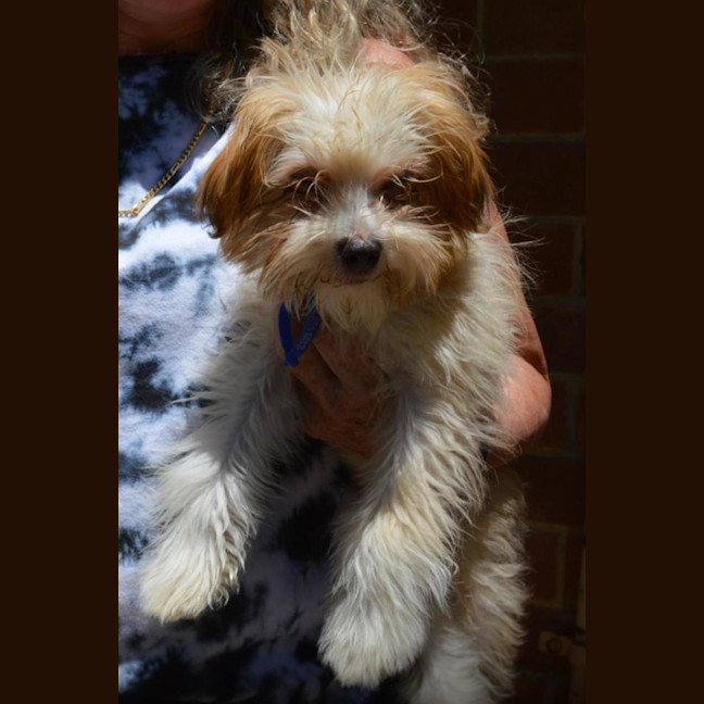 Photo of Barney   6 Month Old Yorkshire X Poodle