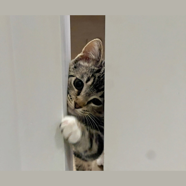Photo of Mocha