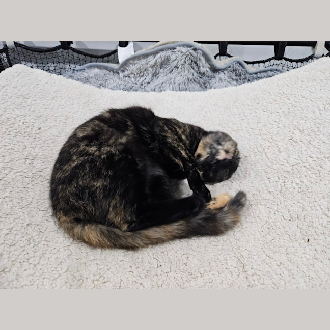 Photo of Rosie