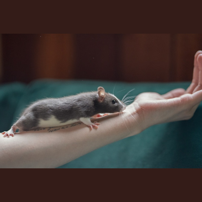 Photo of Toad & Beetle