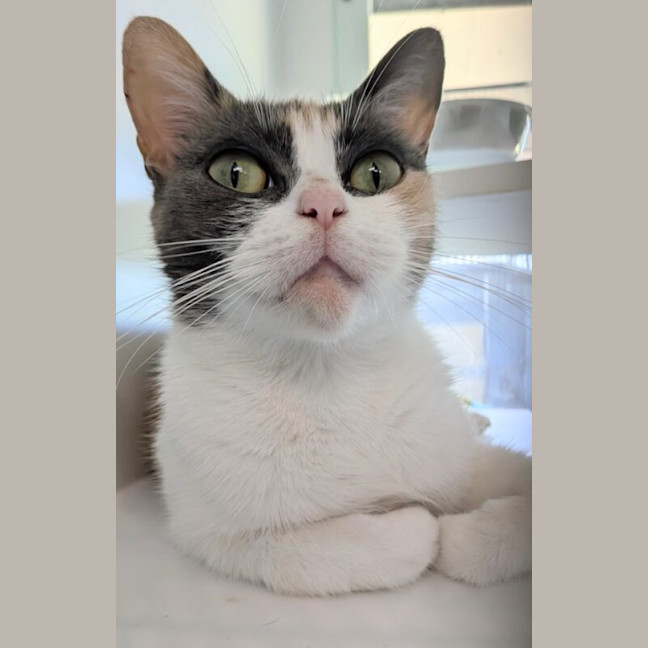 Photo of Bella