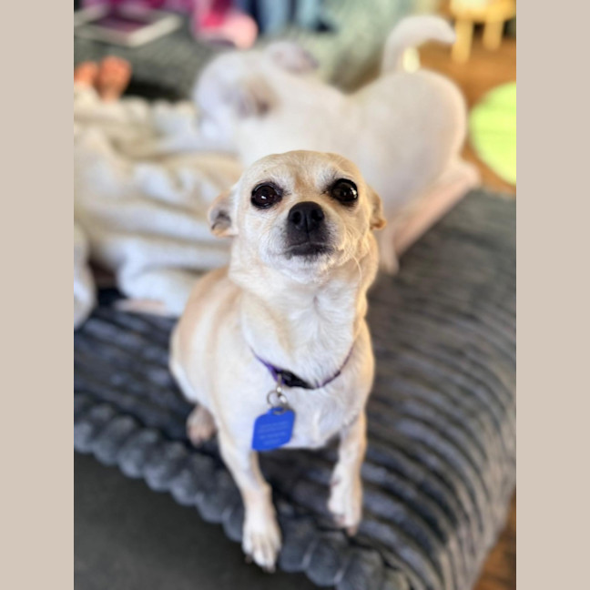 Photo of Honey