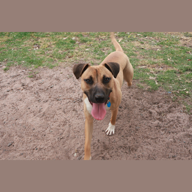 Photo of Piper