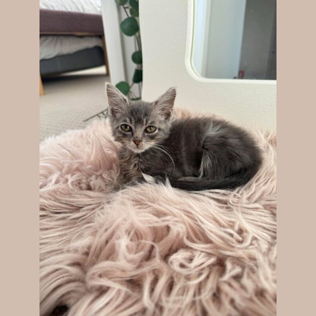 Photo of Bertie