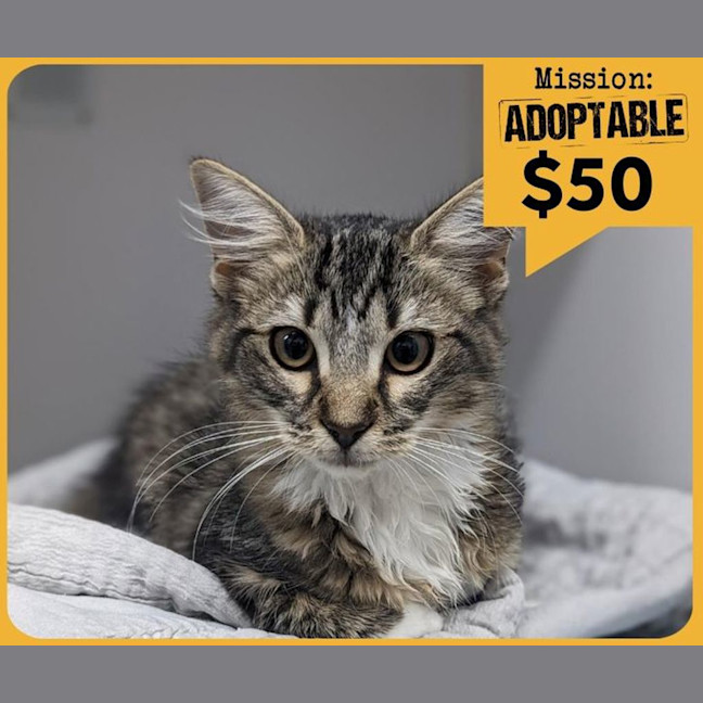 Photo of Princess Chainsaw