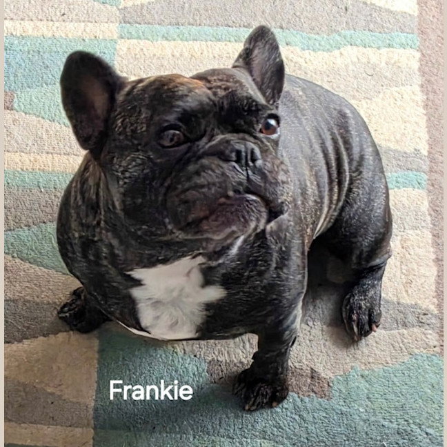 Photo of Frankie