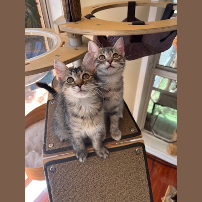 Photo of Waffles & Sprout
