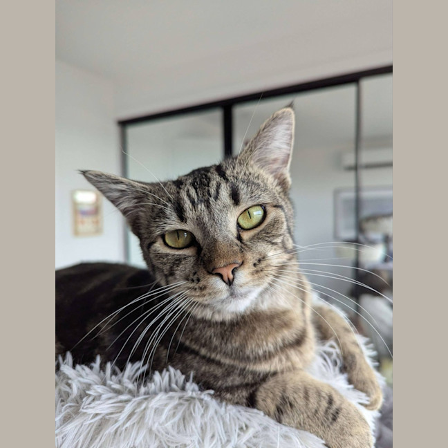 Photo of Cora   In Foster Care In Reservoir