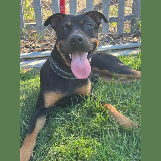 Photo of Bolt
