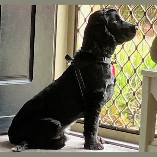 Photo of Whiskey