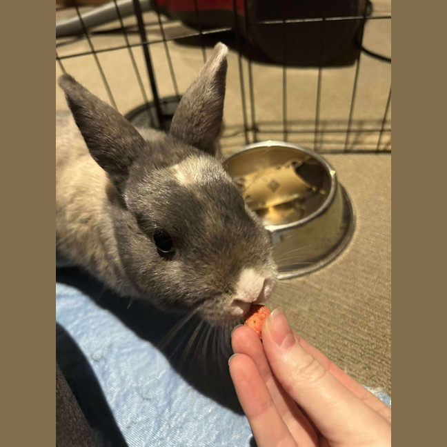Photo of Dragon Fruit 