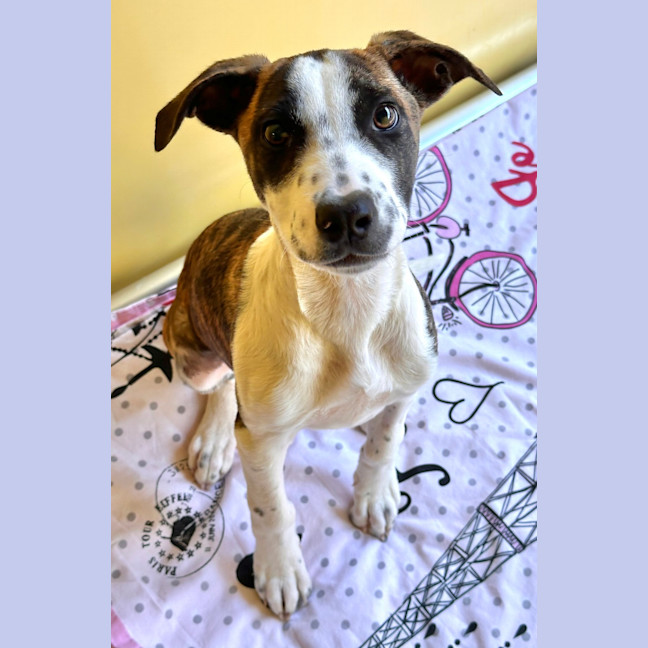 Photo of Missy