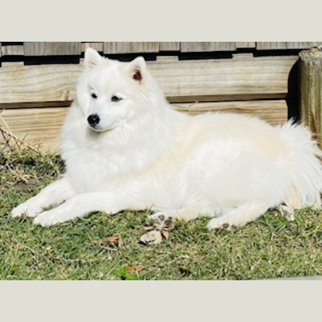 Photo of Mellow   8 Year Old Japanese Spitz