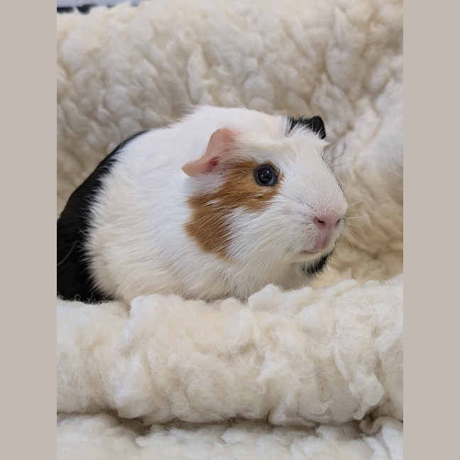 Photo of Marble