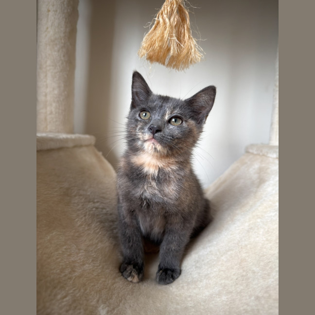 Photo of Blueberry